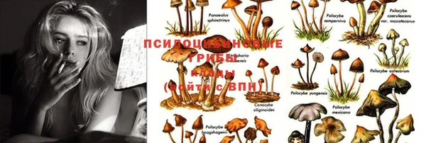 PSILOCYBIN Дмитровск
