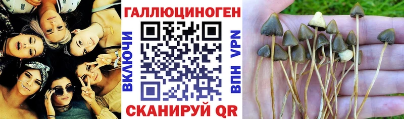 магазин продажи наркотиков Елизово Псилоцибиновые грибы Psilocybine cubensis